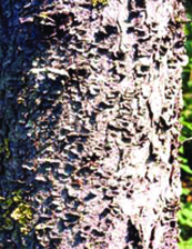 écrode épinette blanche