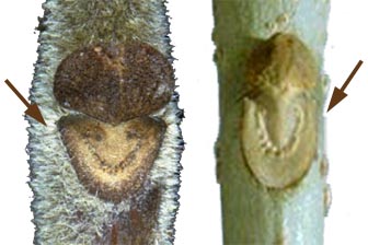 grandes cicatrices foliaires en U ou en V